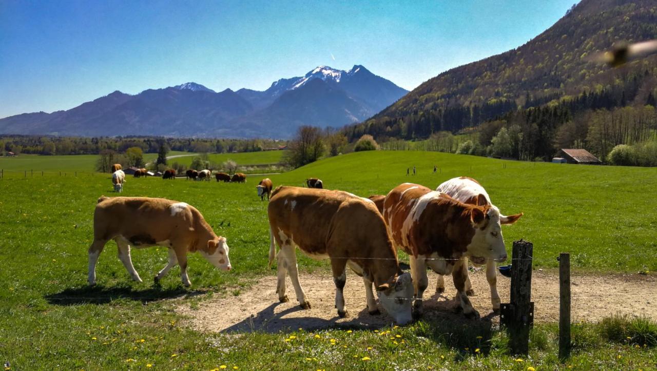 Hoderhof Daire Grassau  Dış mekan fotoğraf